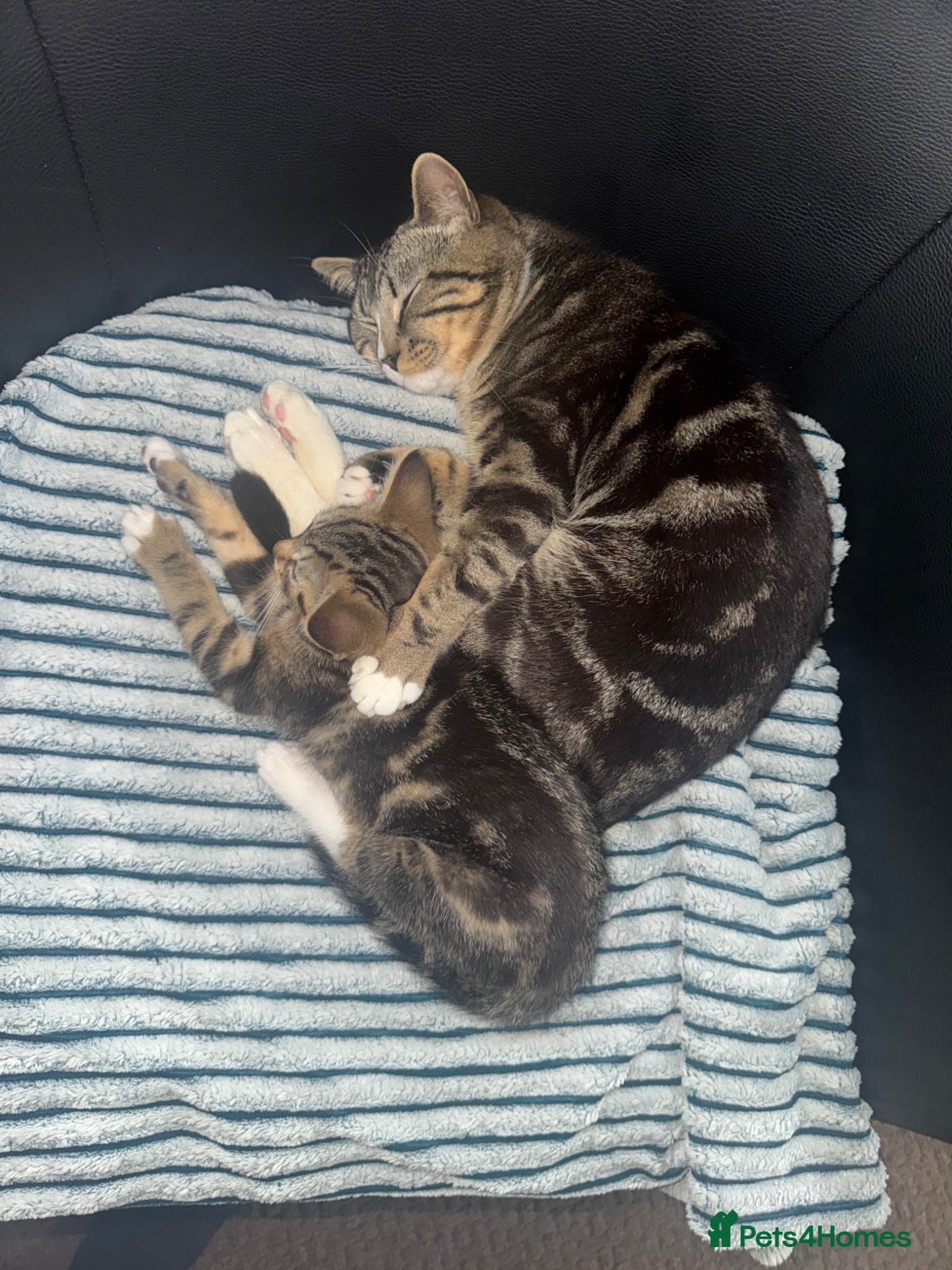 Mixed Breed cats 15 week old kitten  - Advert 2