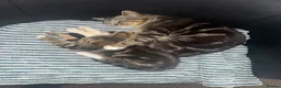 Mixed Breed cats for sale: 15 week old kitten  - Advert 1