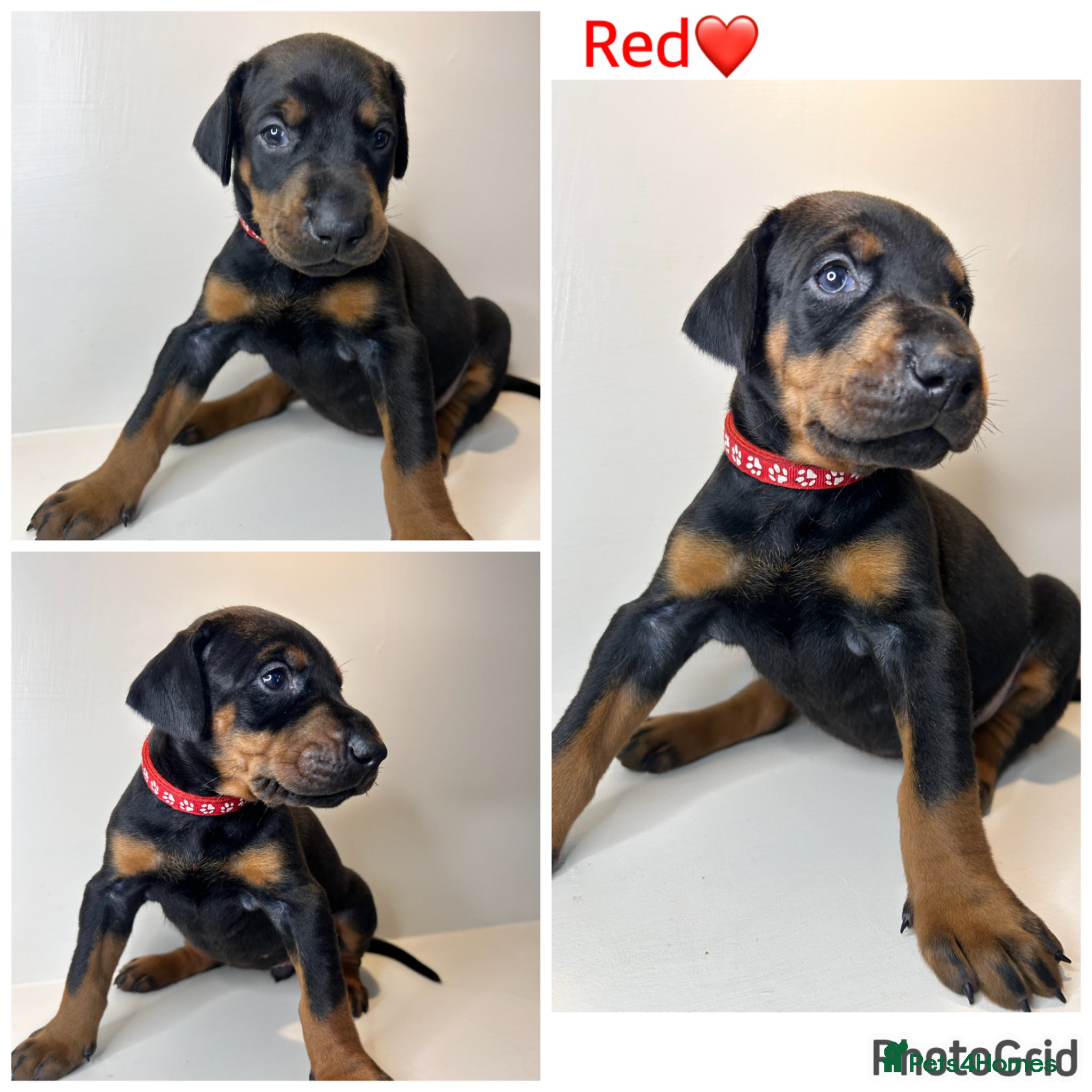 Dobermann dogs Last 2 beautiful girl doberman for sale  - Advert 3