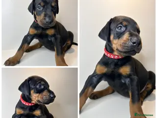 Dobermann dogs Last 2 beautiful girl doberman for sale - Advert 3