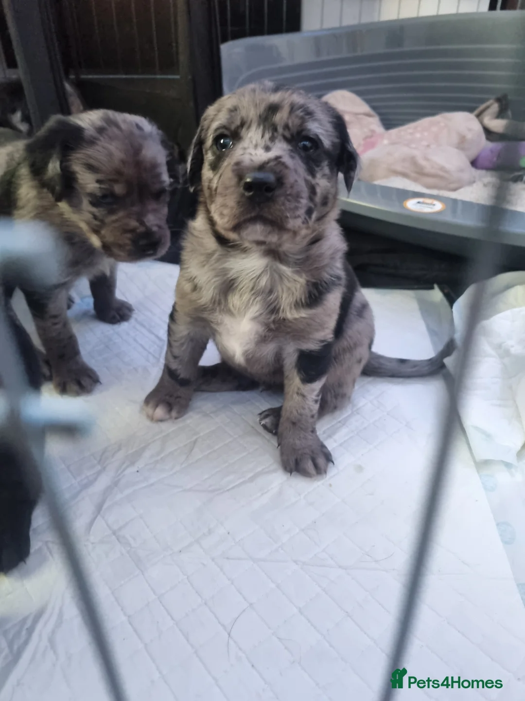 Mixed Breed dogs for sale:  6 Rottie collies for sale in Leigh - Advert 1