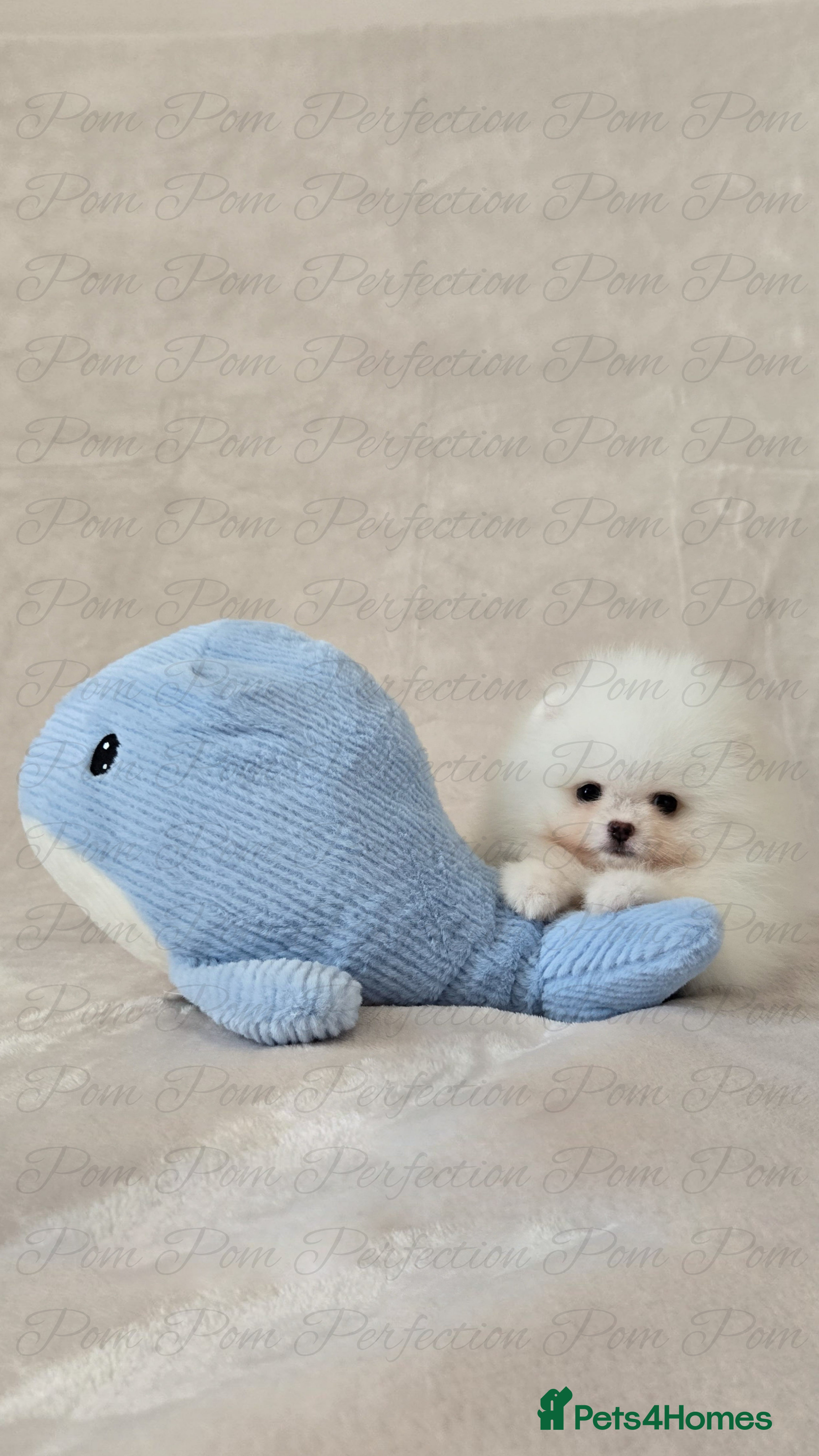 Pomeranian Puppy 1