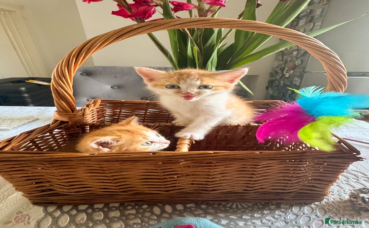 Persian cats - Advert 7