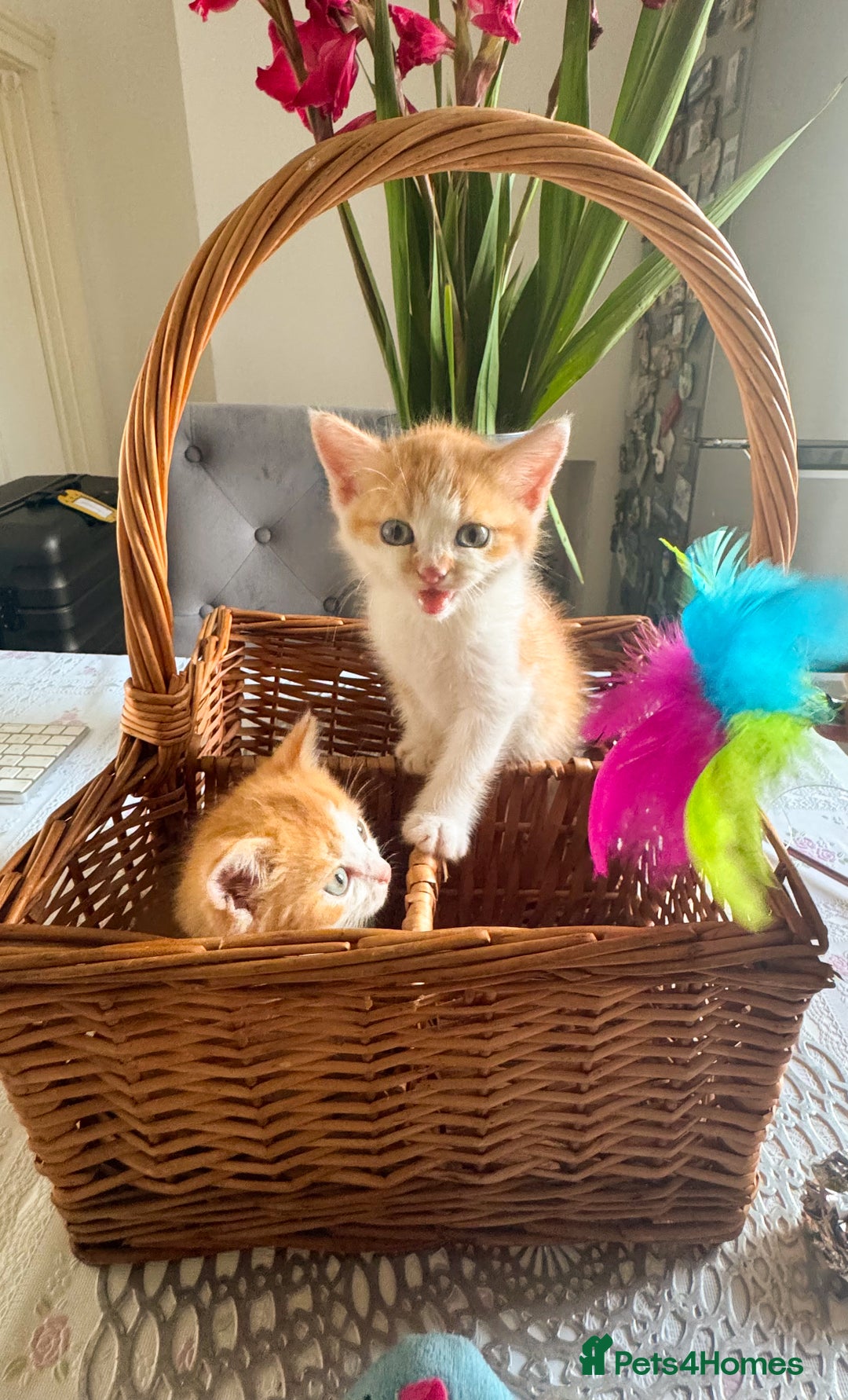 Persian cats for sale: Half Persian 2 Boys  - Image 1