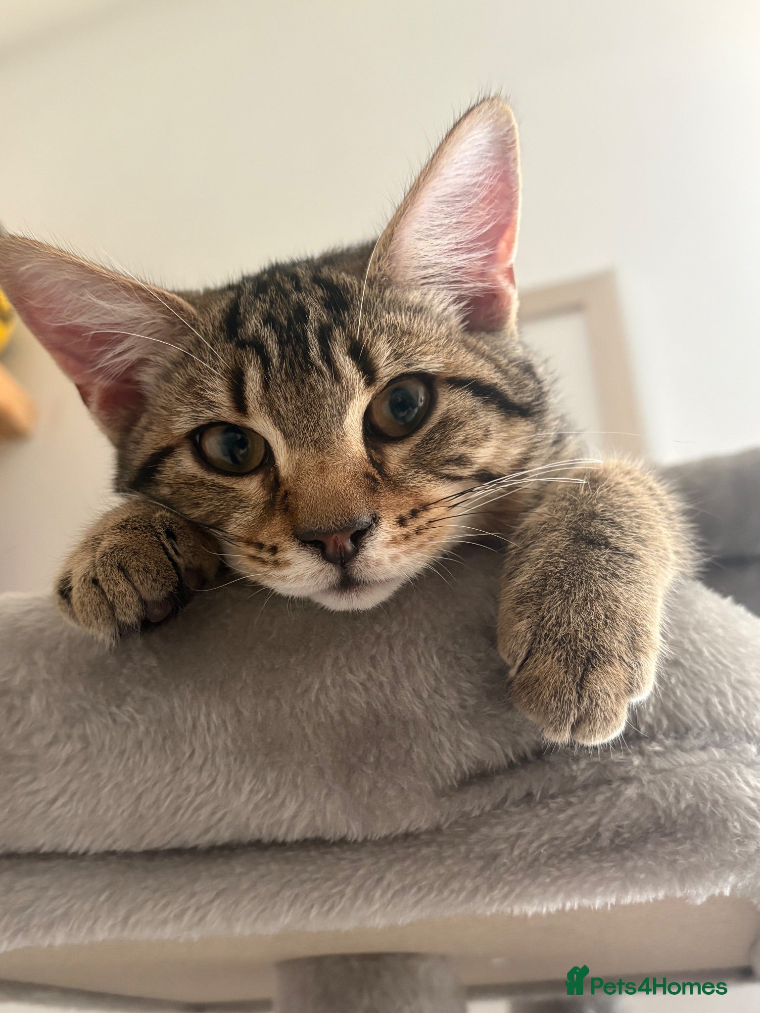Mixed Breed cats 7 month old kitten looking for forever home - Advert 2