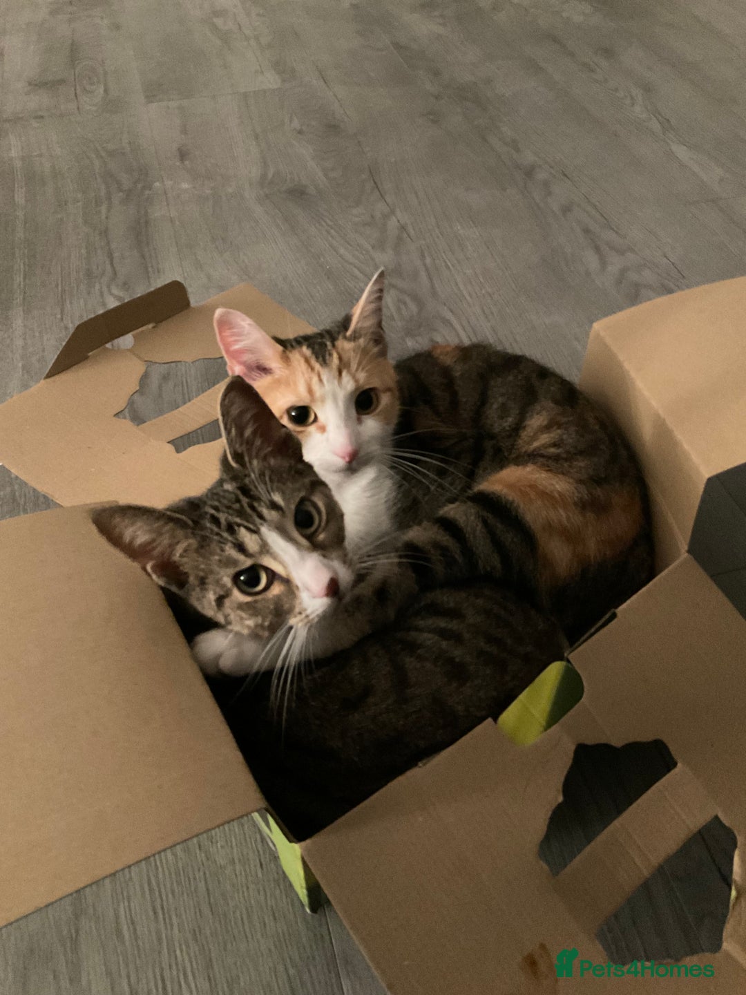Mixed Breed cats for sale: Mother & Daughter Mixed Bengals - Image 3