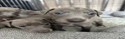 Italian Greyhound dogs for sale: Grey italian greyhound puppies - Advert 11