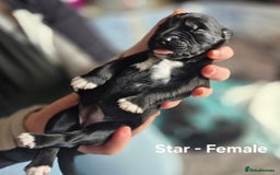 Border Collie dogs for sale: LAST BEAUTIFUL BORDER COLLIE - Image 11