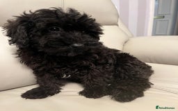 Cockapoo dogs for sale: 2 male Cockapoo puppies remaining - ready to leave in Beccles - Image 15