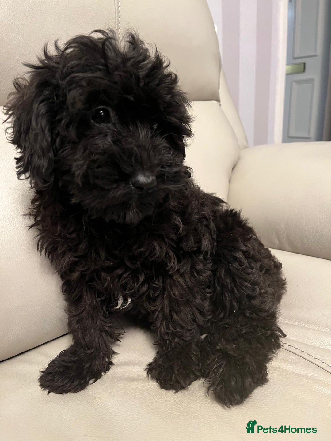 Cockapoo dogs for sale: 2 male Cockapoo puppies remaining - ready to leave in Beccles - Image 15