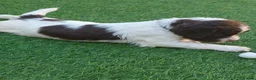 English Springer Spaniel dogs for sale: KC REg' English Springer Spaniel Pups for sale - Advert 5