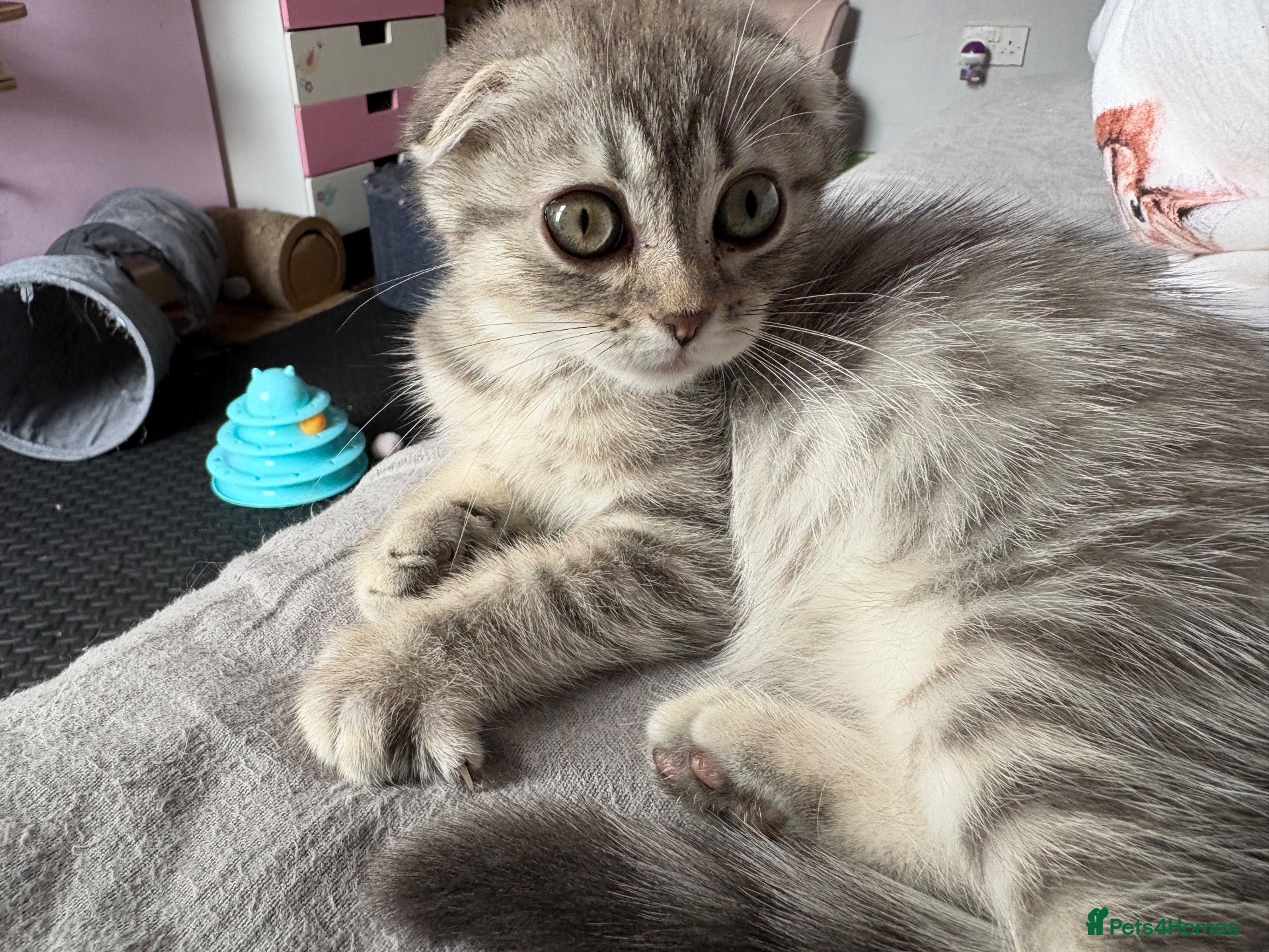 Scottish Fold cats Last little fold baby available  - Advert 2