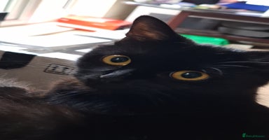 Mixed Breed cats - Advert 9