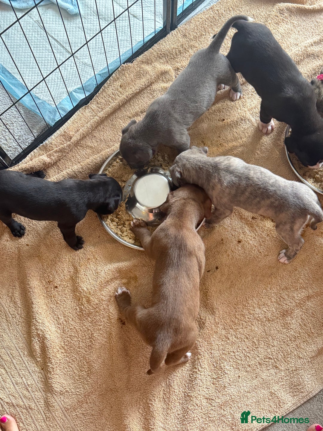 Mixed Breed dogs for sale: Beautiful American bulldog x cane corso puppies - Image 27