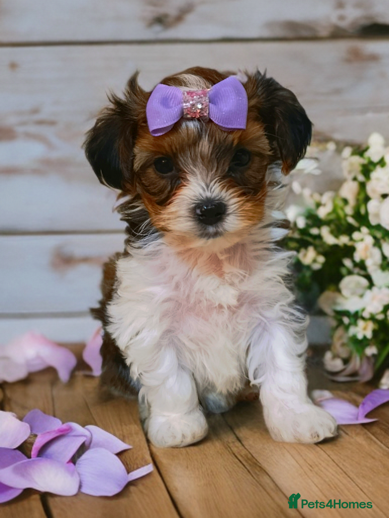 Yorkshire Terrier dogs Posh puppies😍 colored Yorkshire terrier  - Advert 2