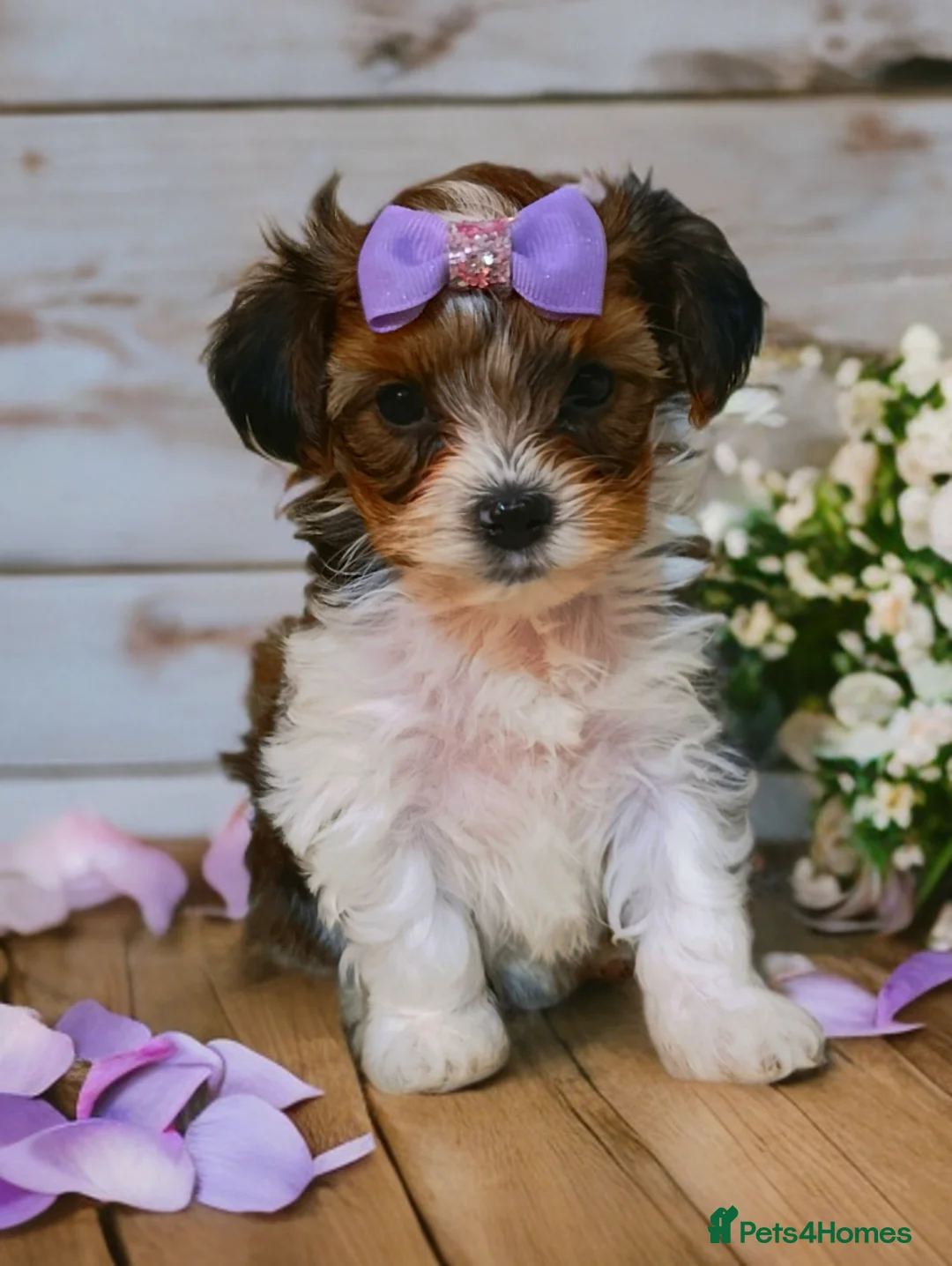 Yorkshire Terrier dogs for sale: Posh puppies😍 colored Yorkshire terrier, Biewer - Advert 5