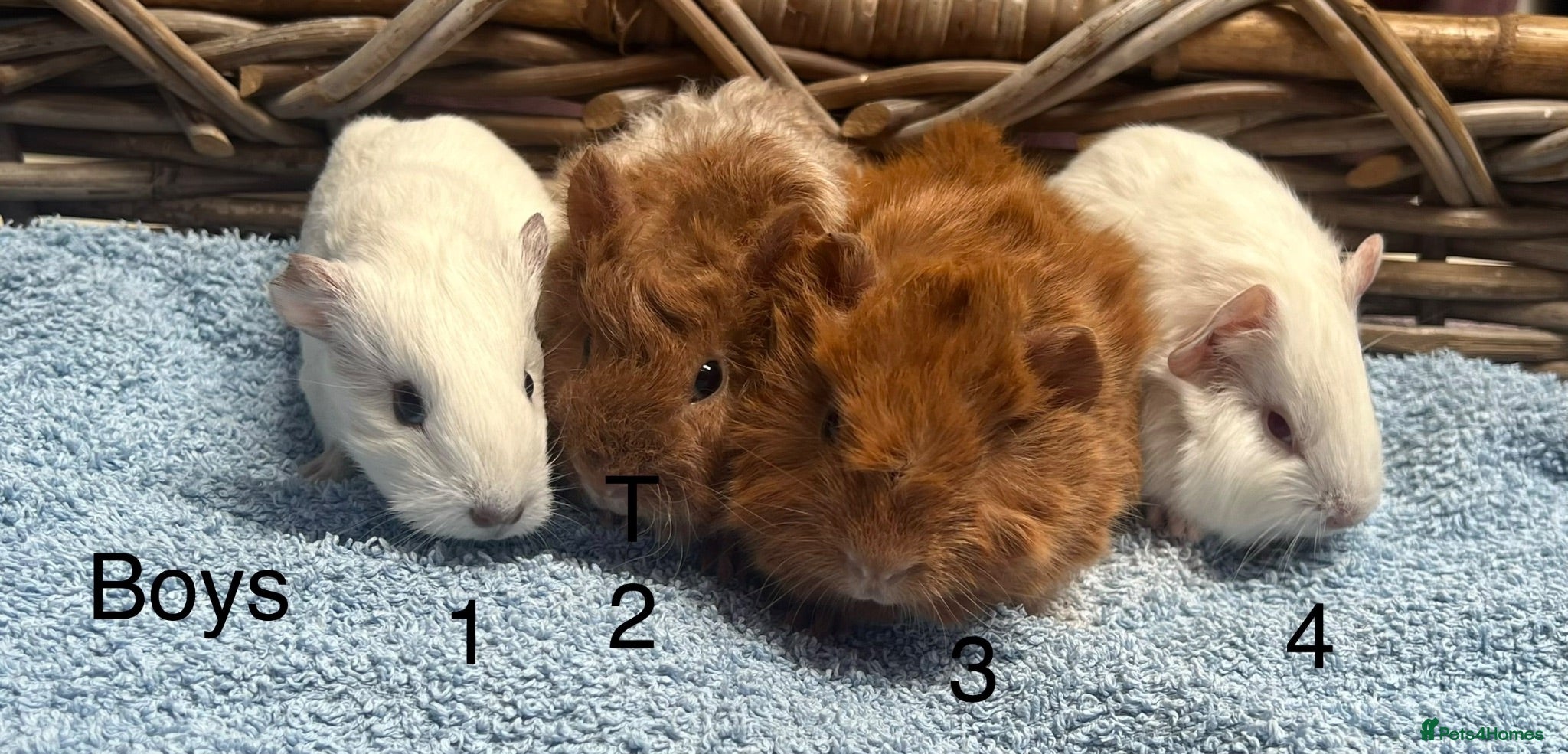 Guinea Pig rodents Lovely baby guinea pigs for sale  - Advert 1