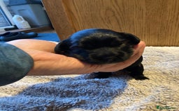 Cockapoo dogs for sale: Stunning Litter of Phantom F1 Cockapoo Puppies - Image 11