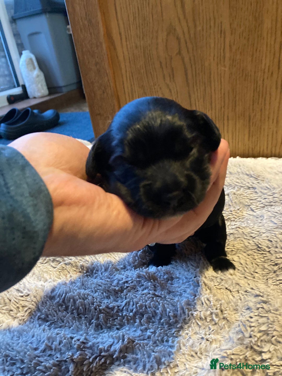 Cockapoo dogs for sale: Stunning Litter of Phantom F1 Cockapoo Puppies - Image 11
