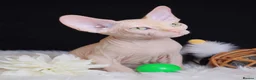 Sphynx cats for sale: Beautiful  Kittens 2 Boys & 1 Girl Available 💎 - Advert 32