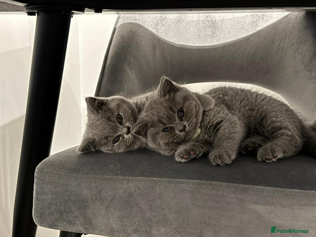 British Shorthair cats for sale: Pure British Shorthair Female Kittens- Bonded Pair - Advert 1