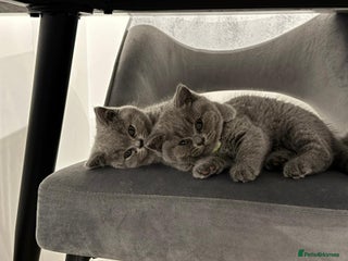 British Shorthair cats Pure British Shorthair Female Kittens- Bonded Pair - Advert 1