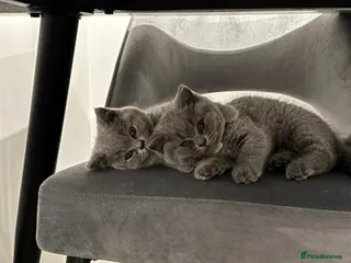 British Shorthair cats Pure British Shorthair Female Kitten - Advert 15