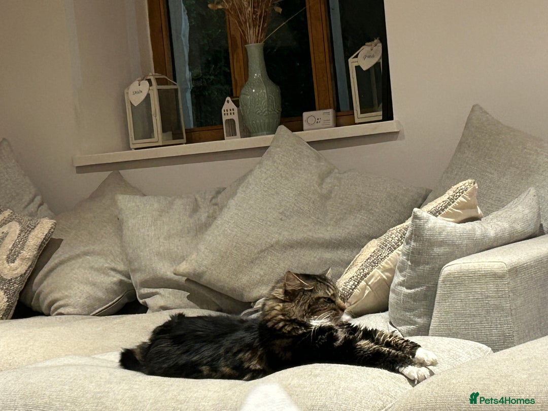 British Longhair cats for sale: Incredibly Beautiful British Longhair Male Cat - Advert 23