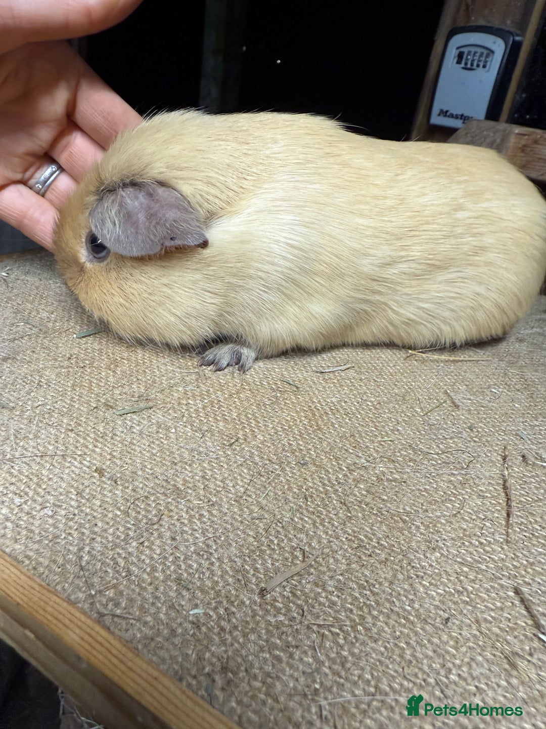 Guinea Pig rodents for sale: Pure bred California & Swiss guineapigs  - Advert 9