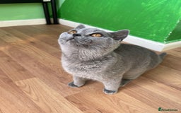British Shorthair cats for sale: Only 1 Active British Shorthair Girl Left  - Image 5
