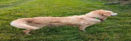 Golden Retriever dogs for sale: KC registered cream golden retriever  - Advert 2