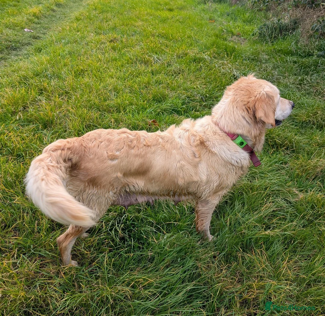 Golden Retriever dogs for sale: KC registered cream golden retriever  - Advert 2