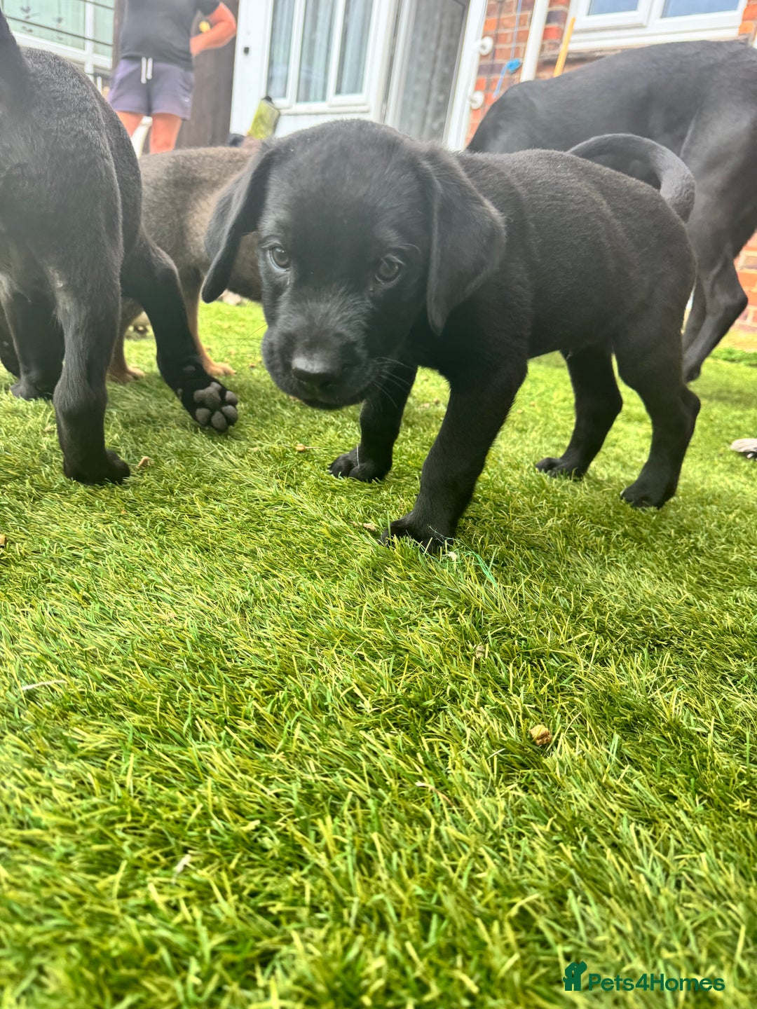 Mixed Breed dogs for sale: Rottweiler/cane corso puppies - Image 5