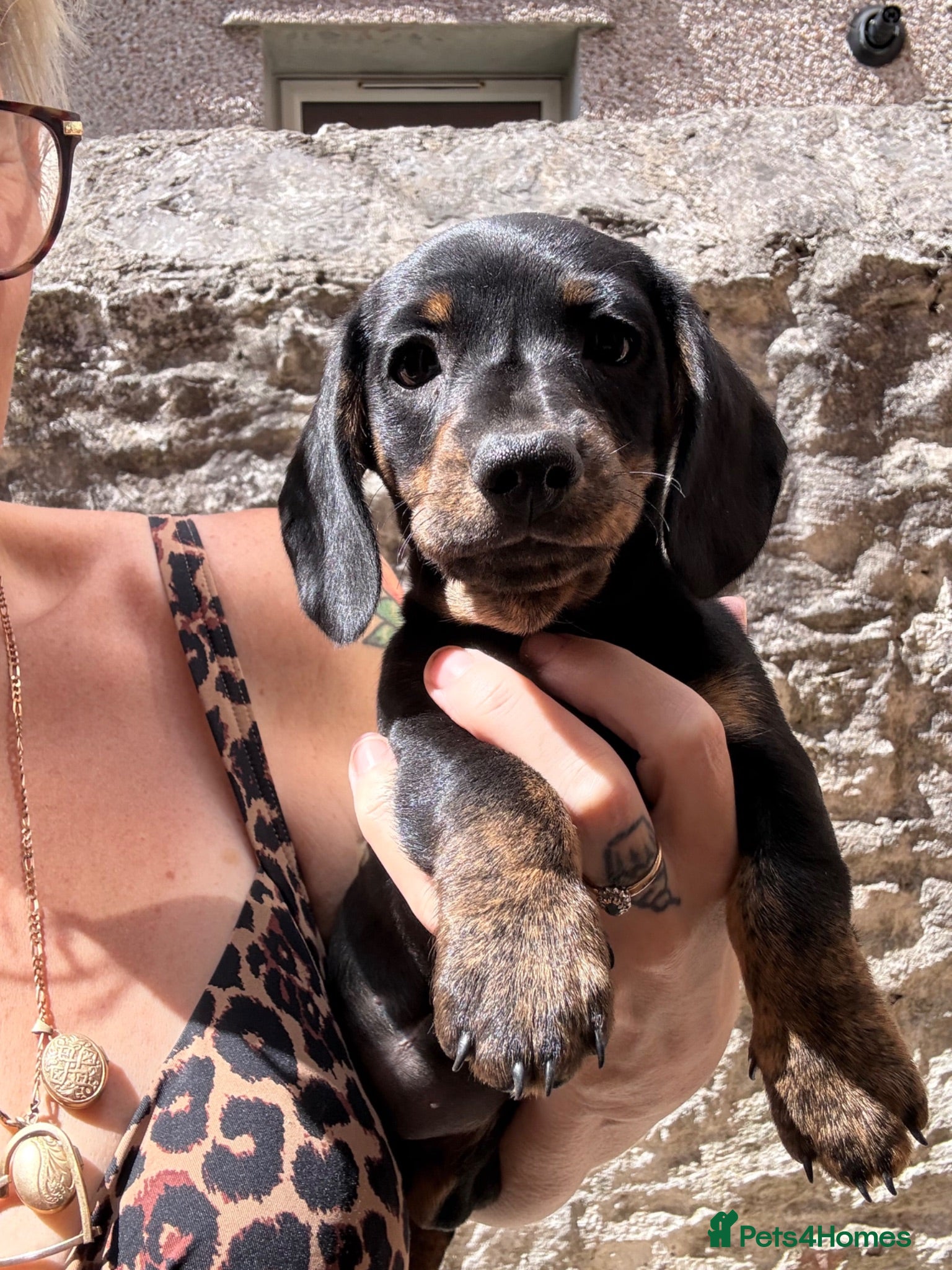 Miniature Dachshund dogs READY NOW litter of brindle miniature Dachshunds - Advert 2