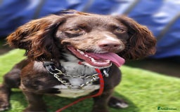Cocker Spaniel dogs for adoption: Esme  - Image 10