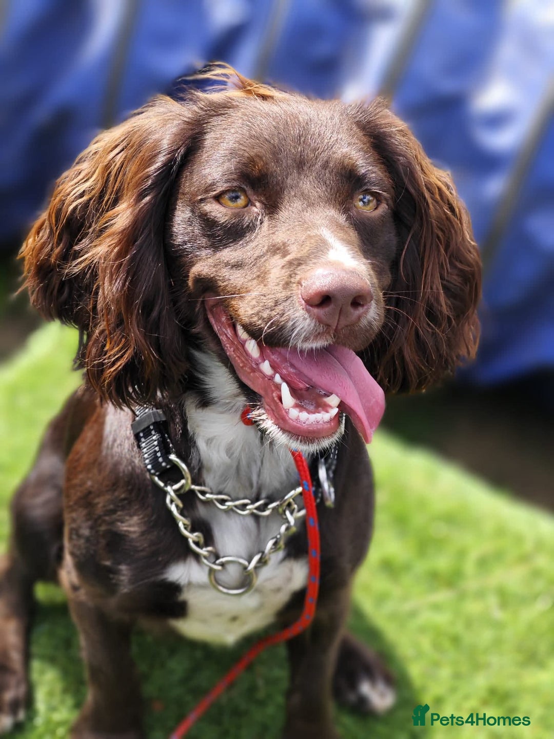 Cocker Spaniel dogs for adoption: Esme  - Image 10