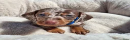 Dachshund dogs for sale: Minature Dachshund pups - Advert 8