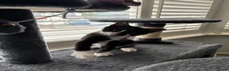 British Shorthair cats for sale: The Tuxedo Esquire, Sisters - Advert 13