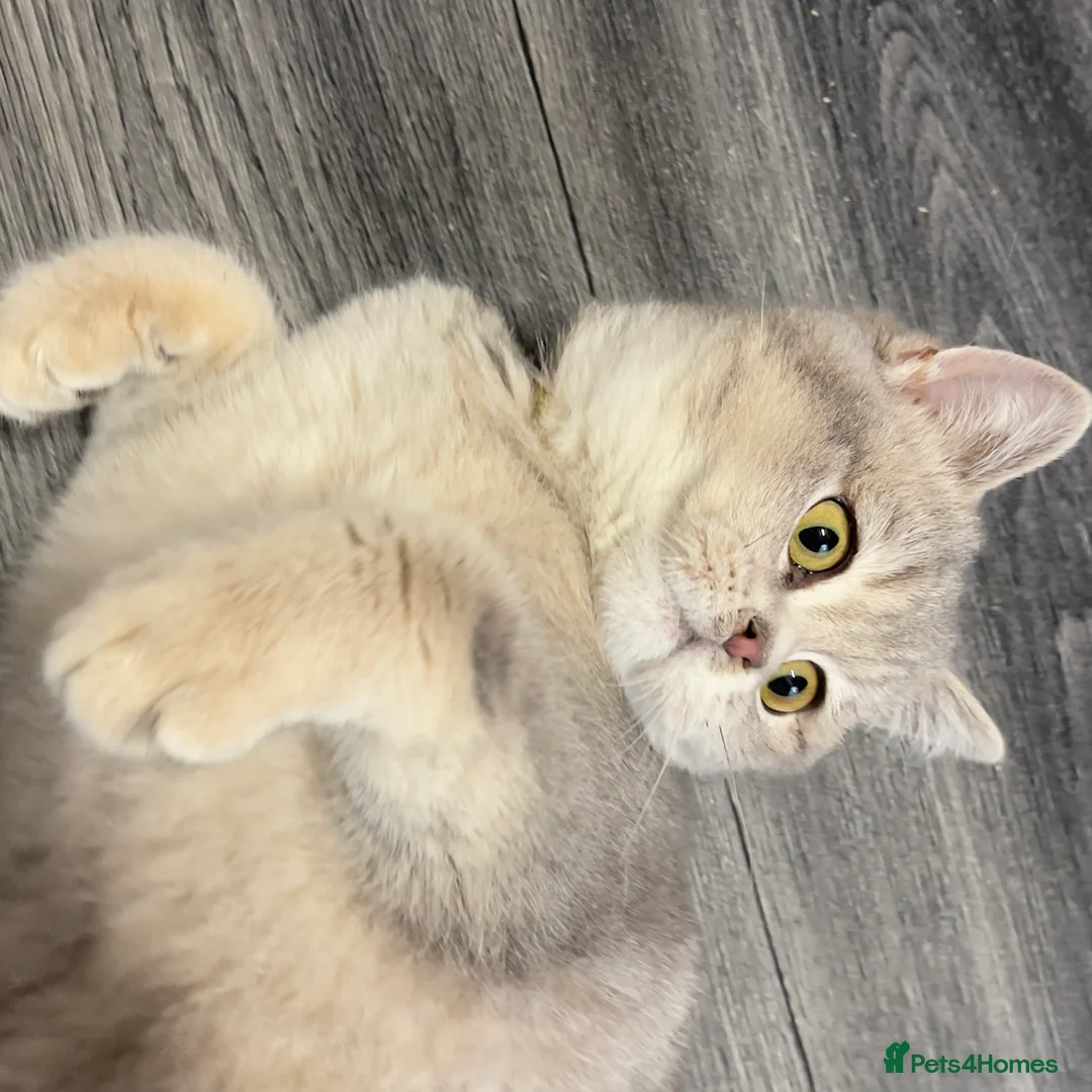 British Shorthair cats for sale: Only one TICA & GCCF British Shorthair Kitten  - Advert 16