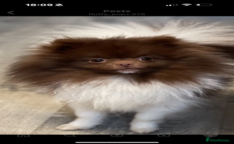 Pomeranian dogs - Advert 1