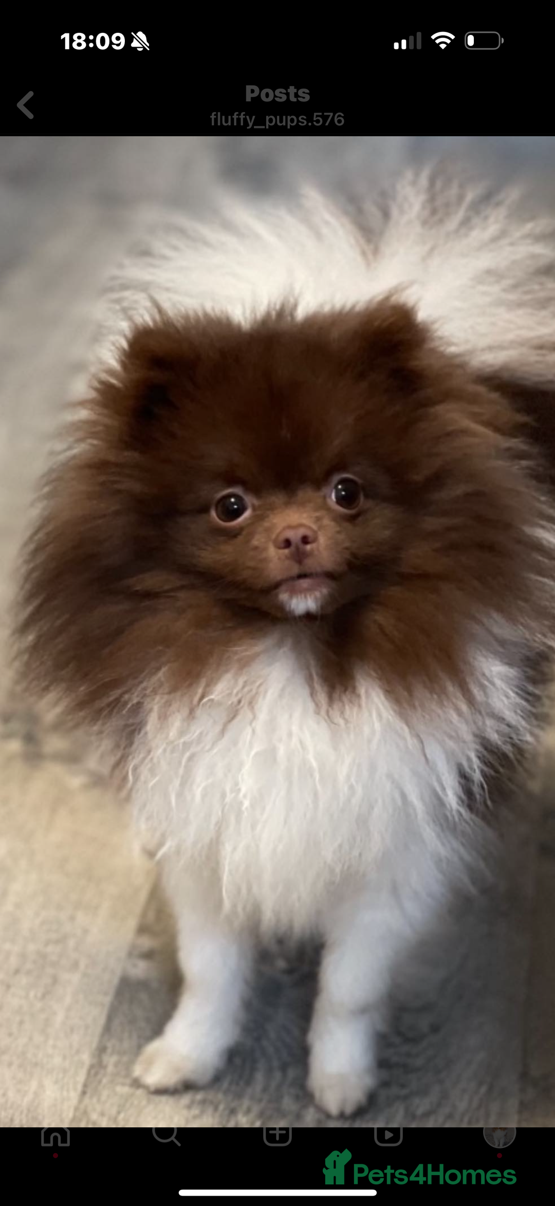 Pomeranian dogs for sale: Albie 3 year old pom - Image 1