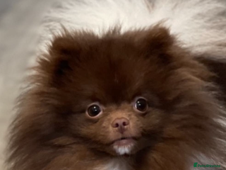 Pomeranian dogs - Advert 1