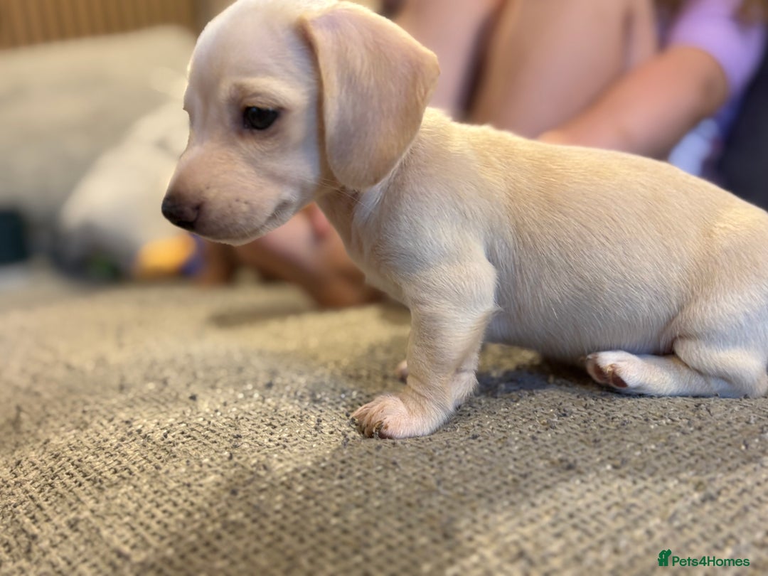 Miniature Dachshund dogs for sale: Cream miniature dachshunds  - Advert 12