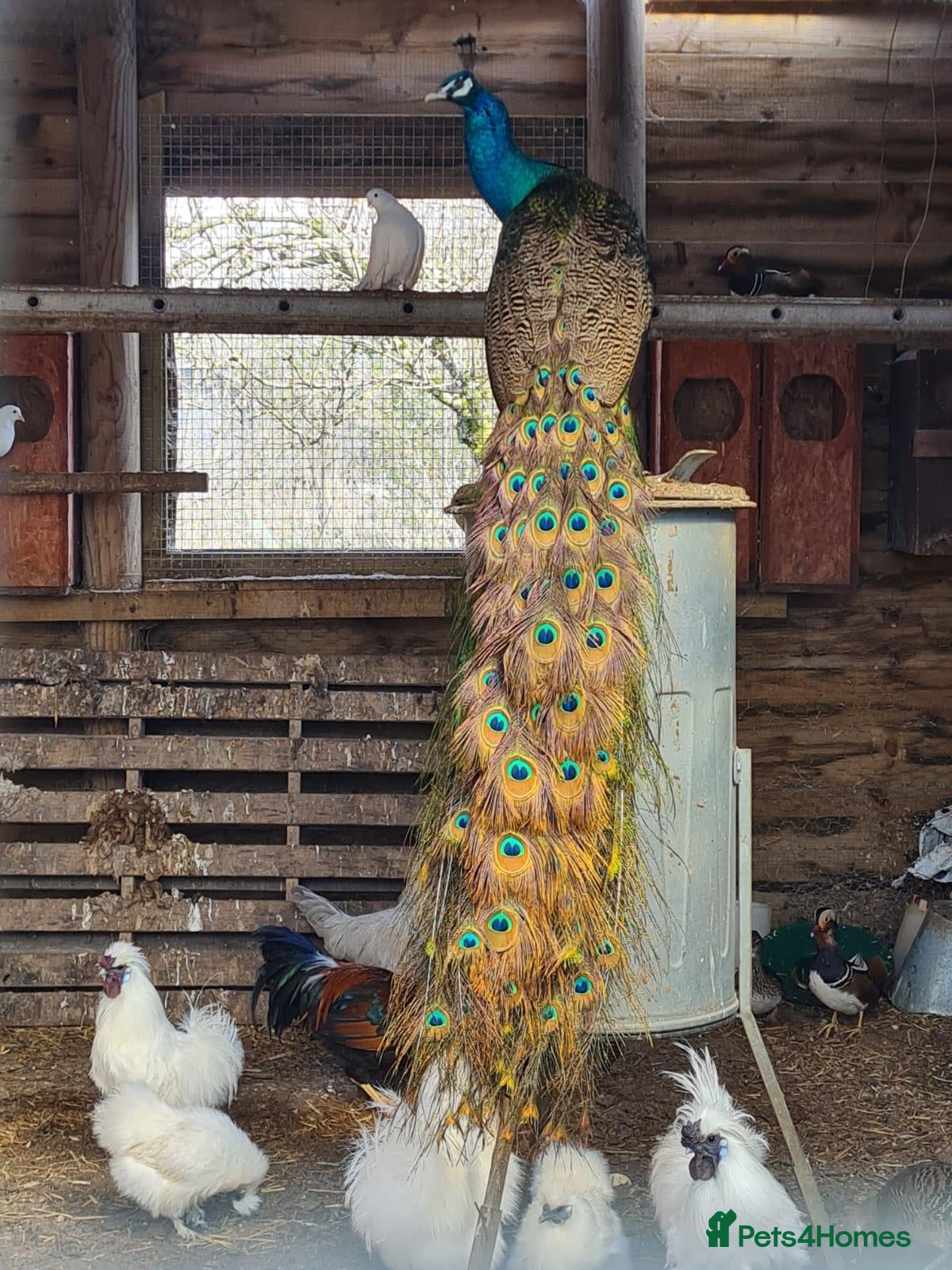 Peafowl poultry Pair of bonded peafowl - Advert 9