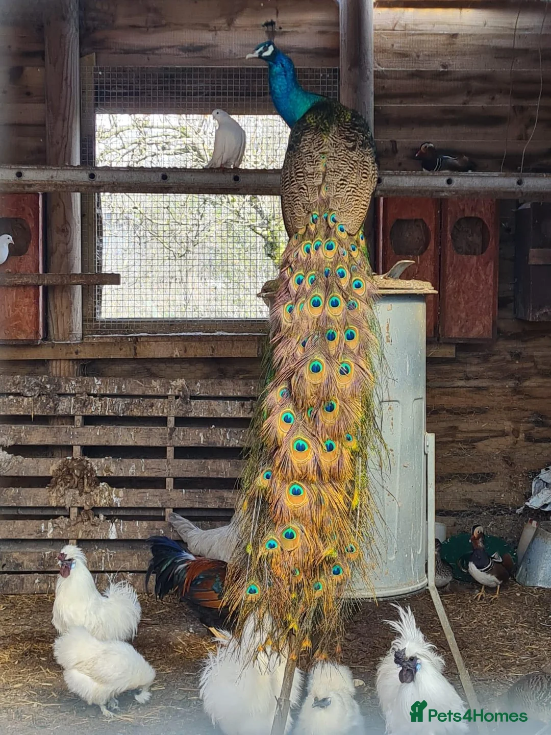 Peafowl poultry for sale: Pair of bonded peafowl - Advert 1