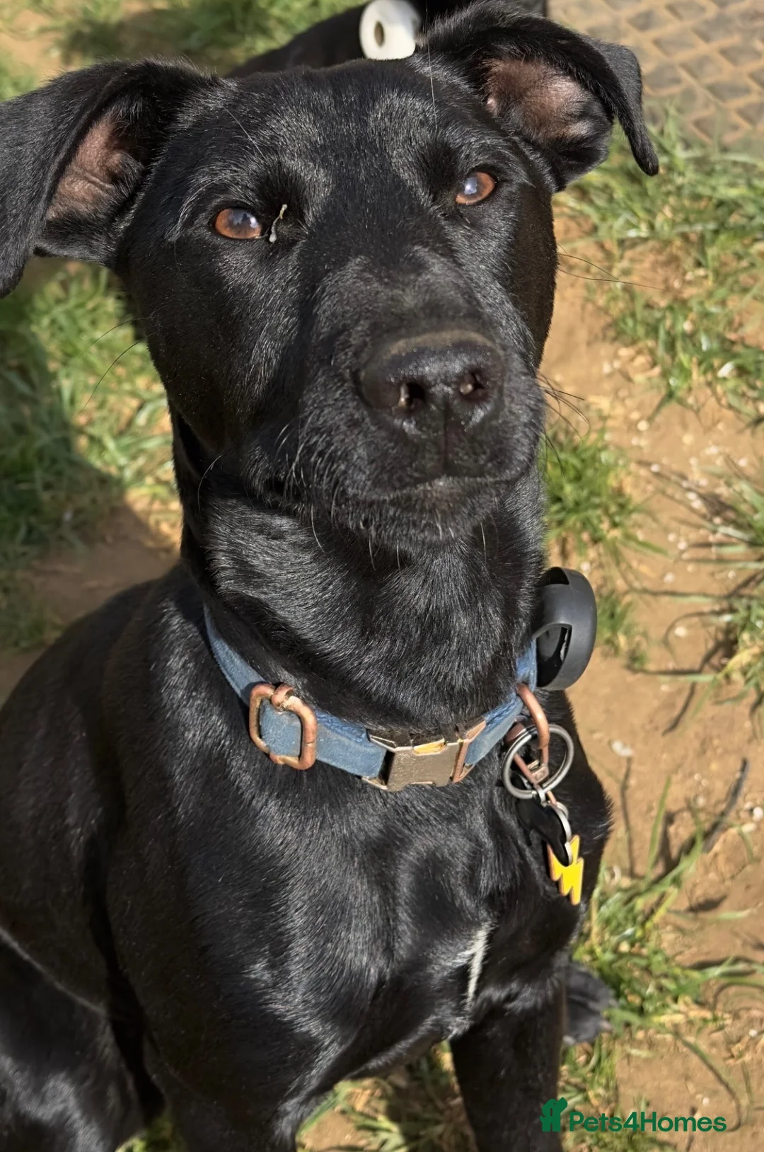 Patterdale Terrier dogs for sale: Cody the Patterdale Terrier  in Scunthorpe - Advert 4