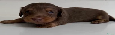 Miniature Dachshund Puppy 3