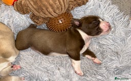 Olde English Bulldogge dogs for sale: Must See! Olde English Puppies  - Image 12