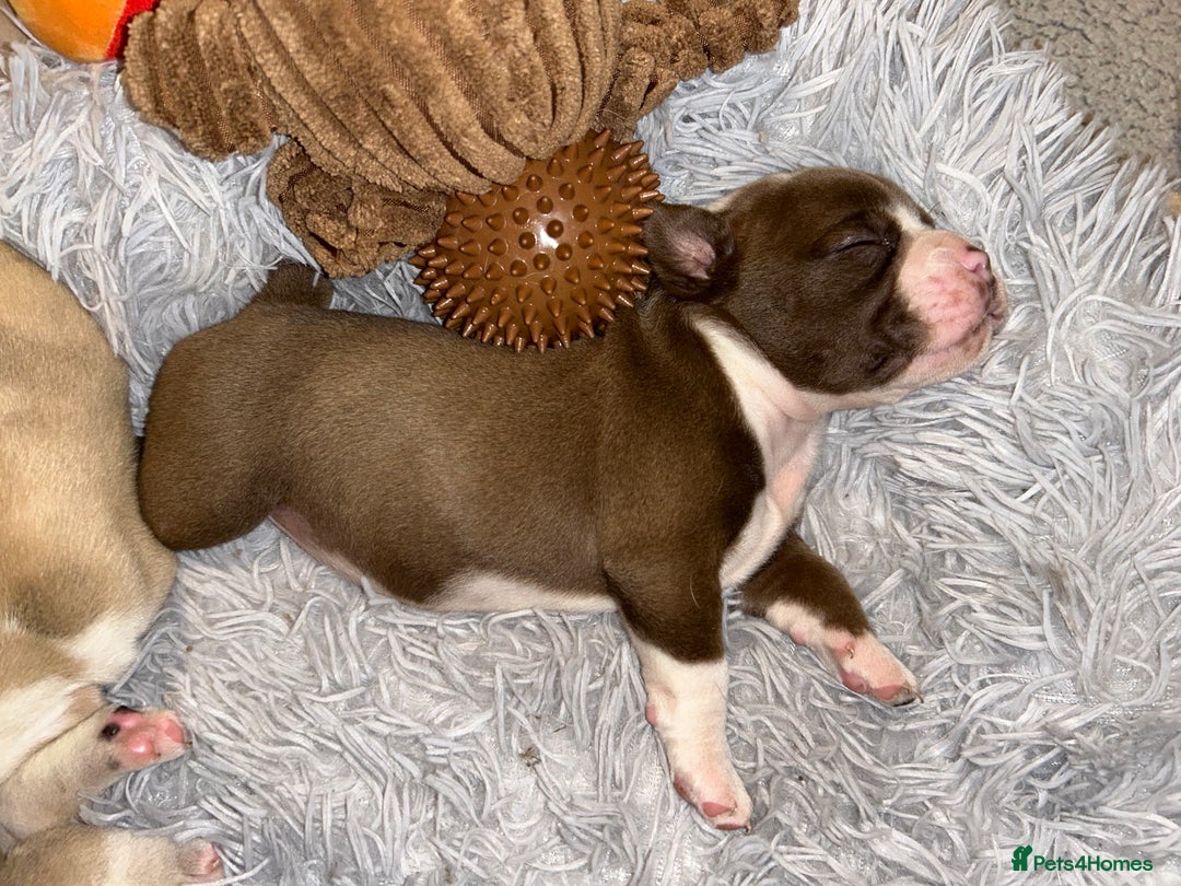 Olde English Bulldogge dogs for sale: Must See! Olde English Puppies  - Image 12
