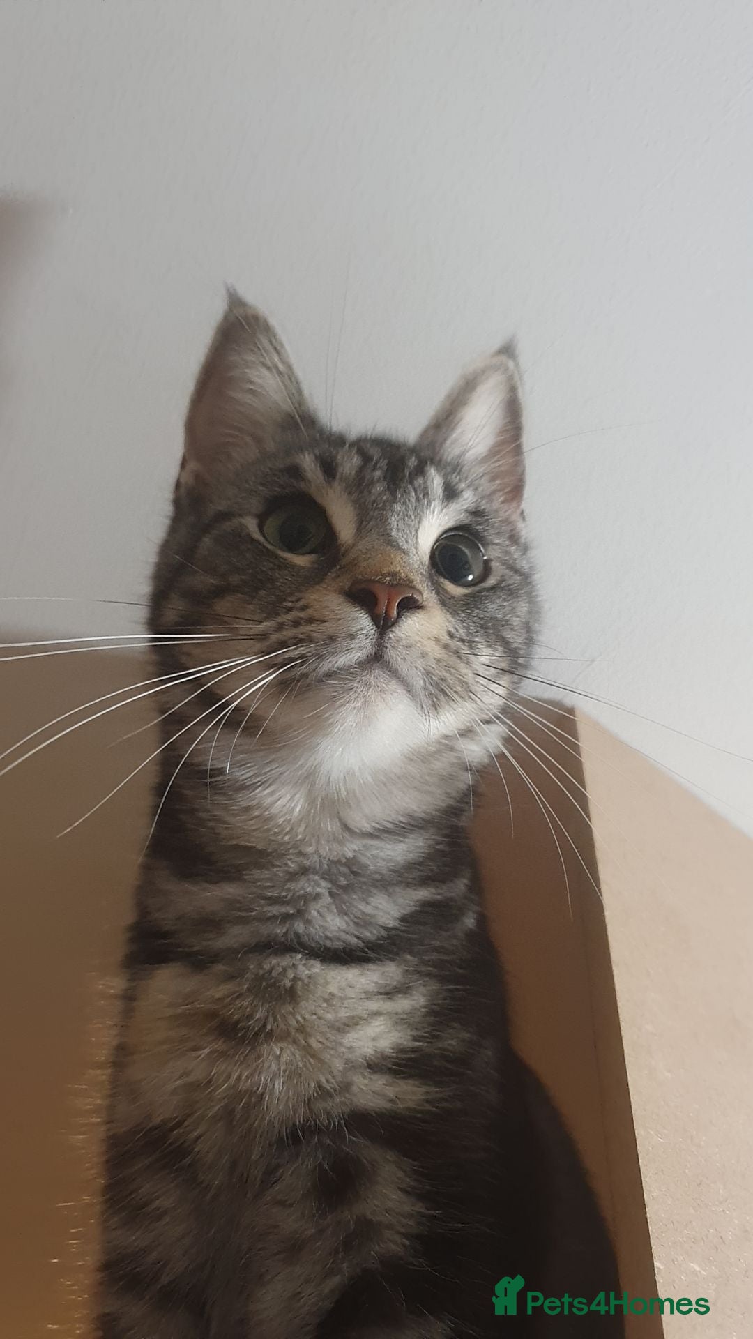 Mixed Breed cats for sale: Loving female needs a forever home - Advert 3